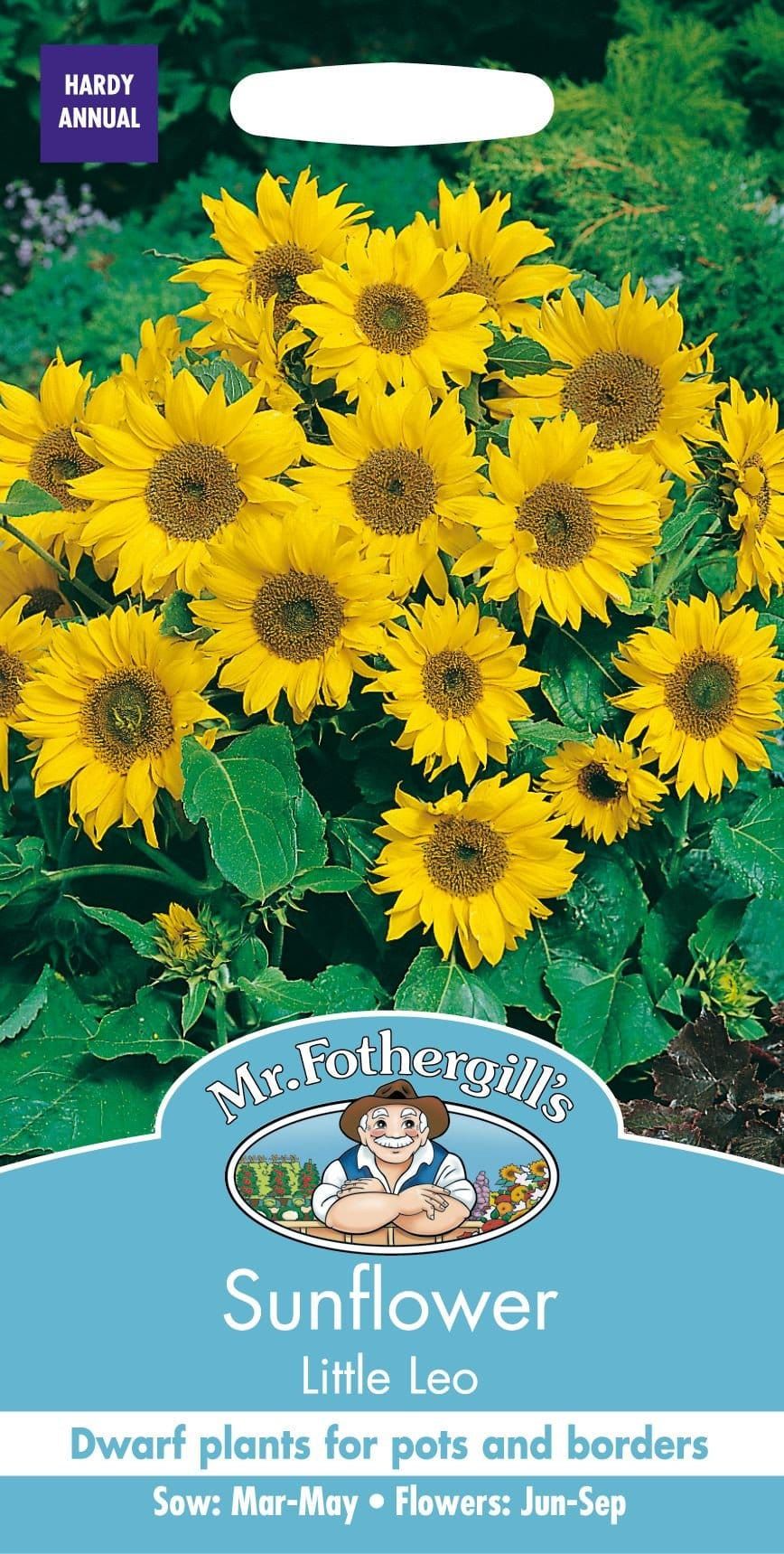 Mr Fothergills Sunflower Little Leo 25 Seeds