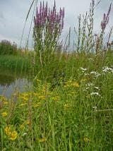 Wild Flower Meadow Mixture Pond Edge Seeds
