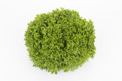 Lettuce Incised Leaf Salanova Extranet RZ Seeds
