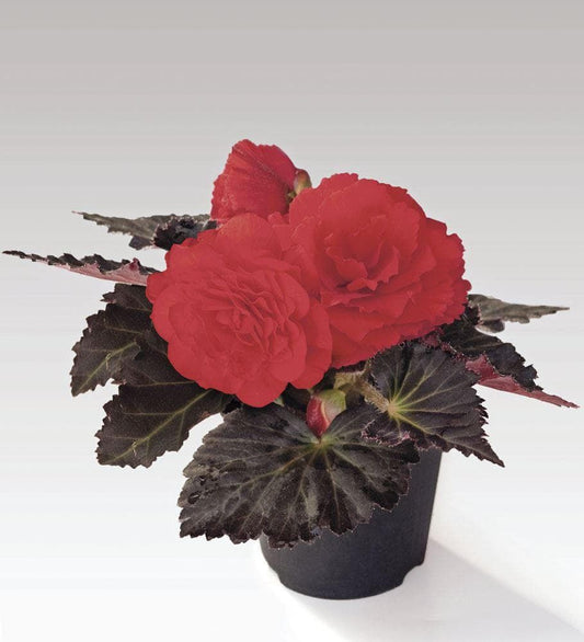 Begonia Nonstop Mocca Cherry F1 Hybrid Seeds
