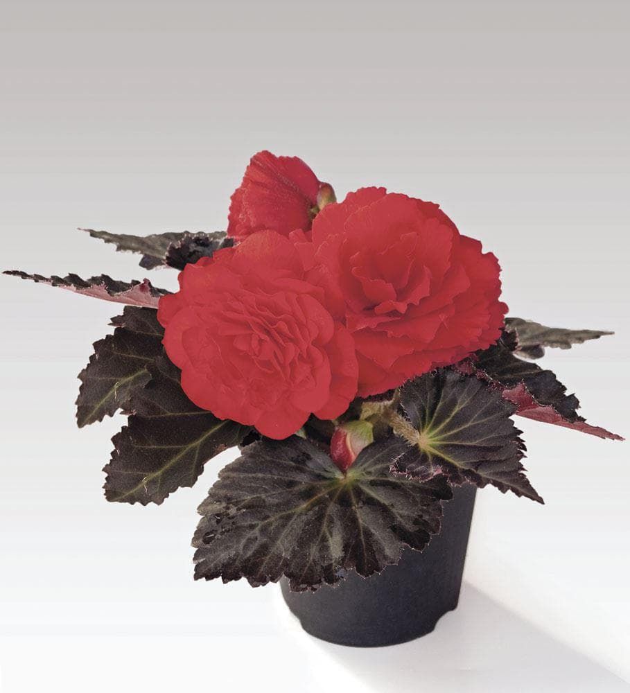 Begonia Nonstop Mocca Cherry F1 Hybrid Seeds