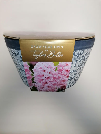 Taylors - Indoor Hyacinth Terracotta Bowl