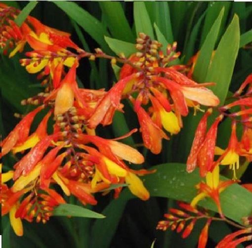 Crocosmia - Mixed Hybrids Seed