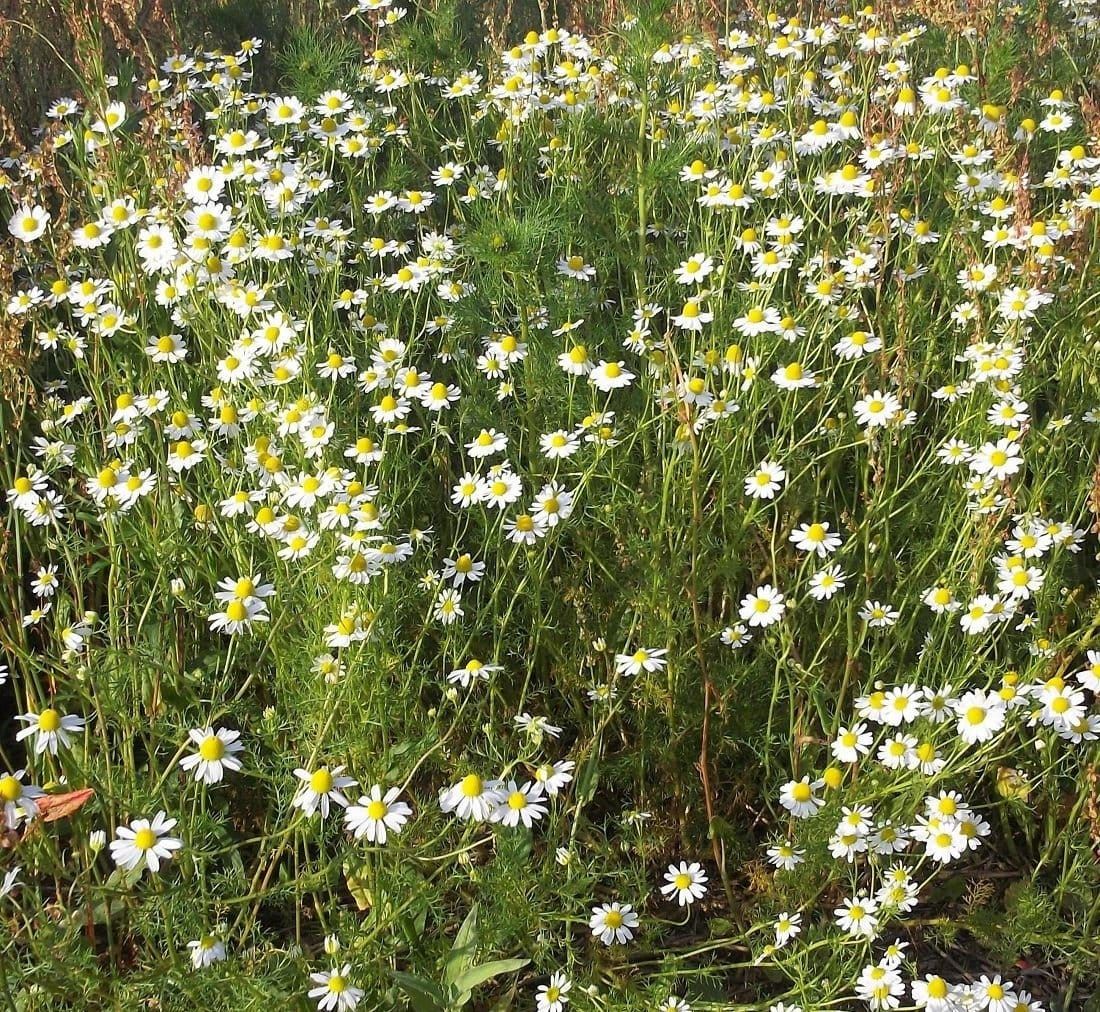 Wild Flower Scentless Mayweed Matricaria inodora Seeds