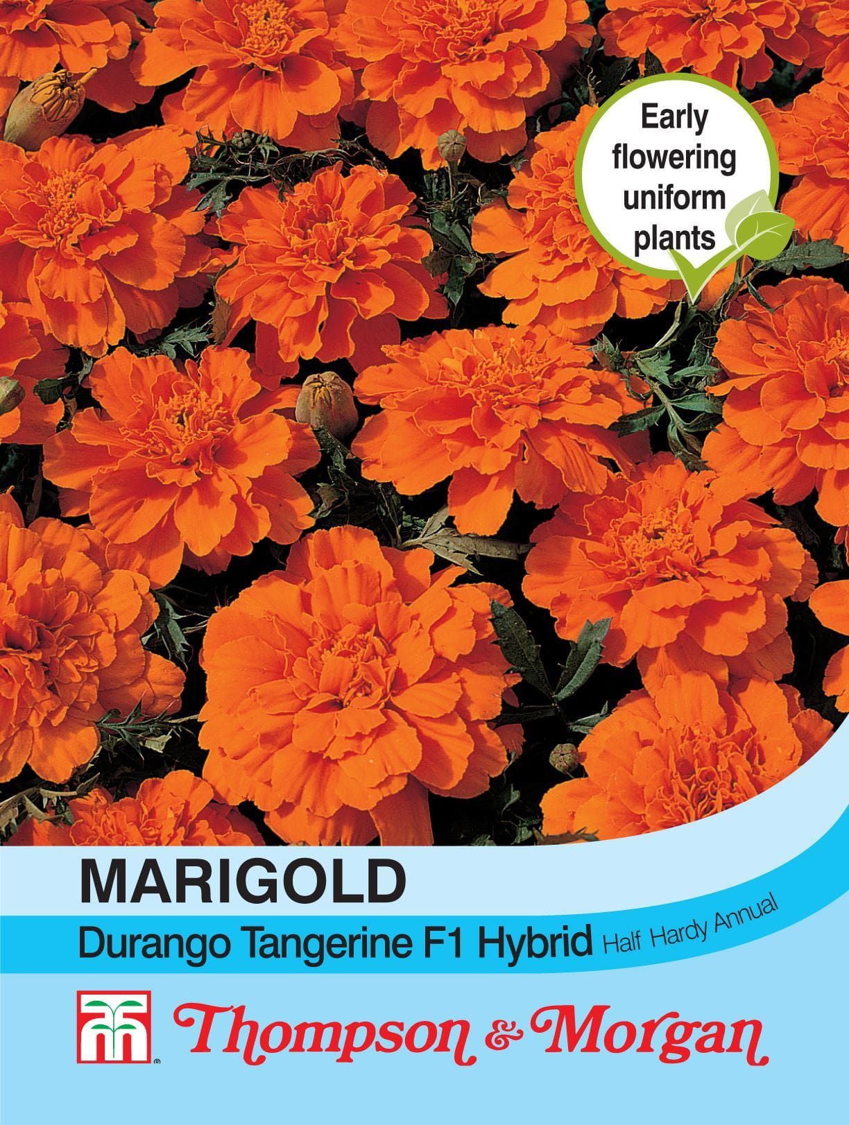 Thompson & Morgan Marigold Durango Tangerine F1 Hybrid 40 Seed