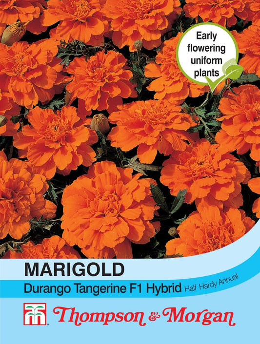 Thompson & Morgan Marigold Durango Tangerine F1 Hybrid 40 Seed
