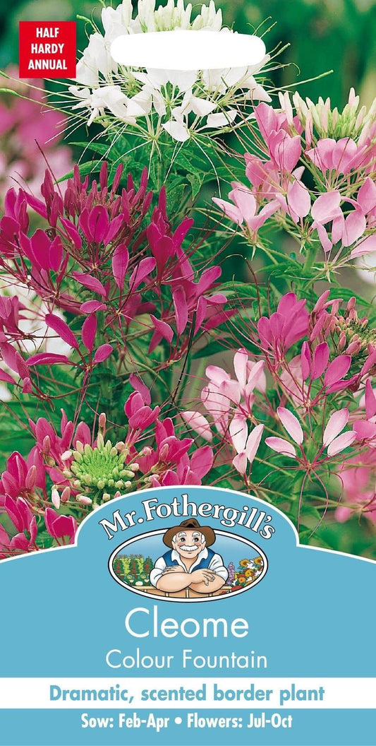 Mr Fothergills Cleome Colour Fountain 250 Seeds