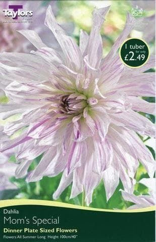 Taylors Dahlia - Dinner Plate Type - Mom's Special - 1 Tuber
