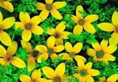 Bidens Golden Eye Seeds