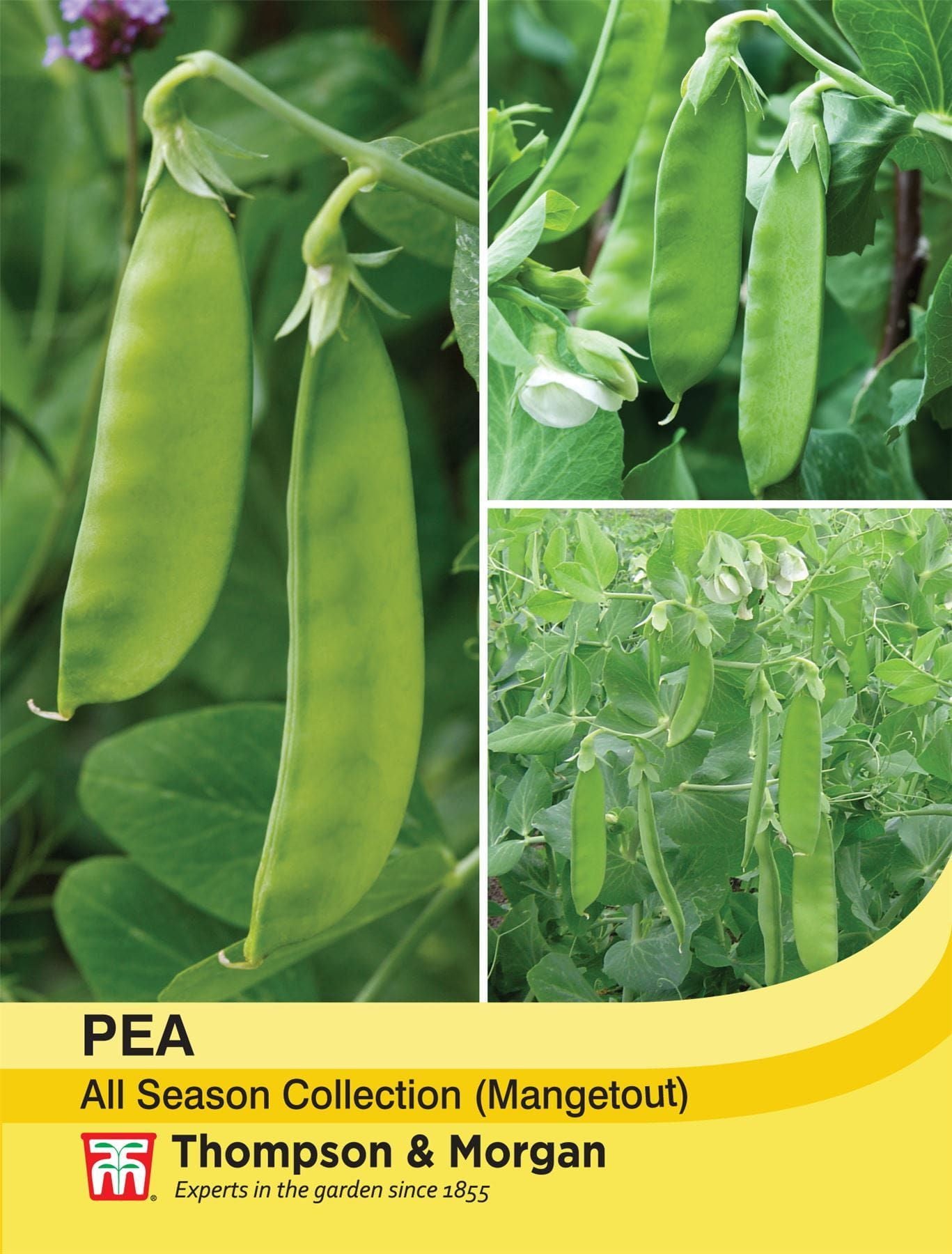 Thompson & Morgan - Vegetable - Mangetout Peas - All Season - 150 Seeds