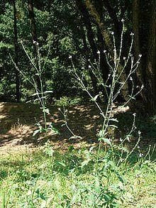 Wild Flower Vervain Verbena Officinalis Seeds