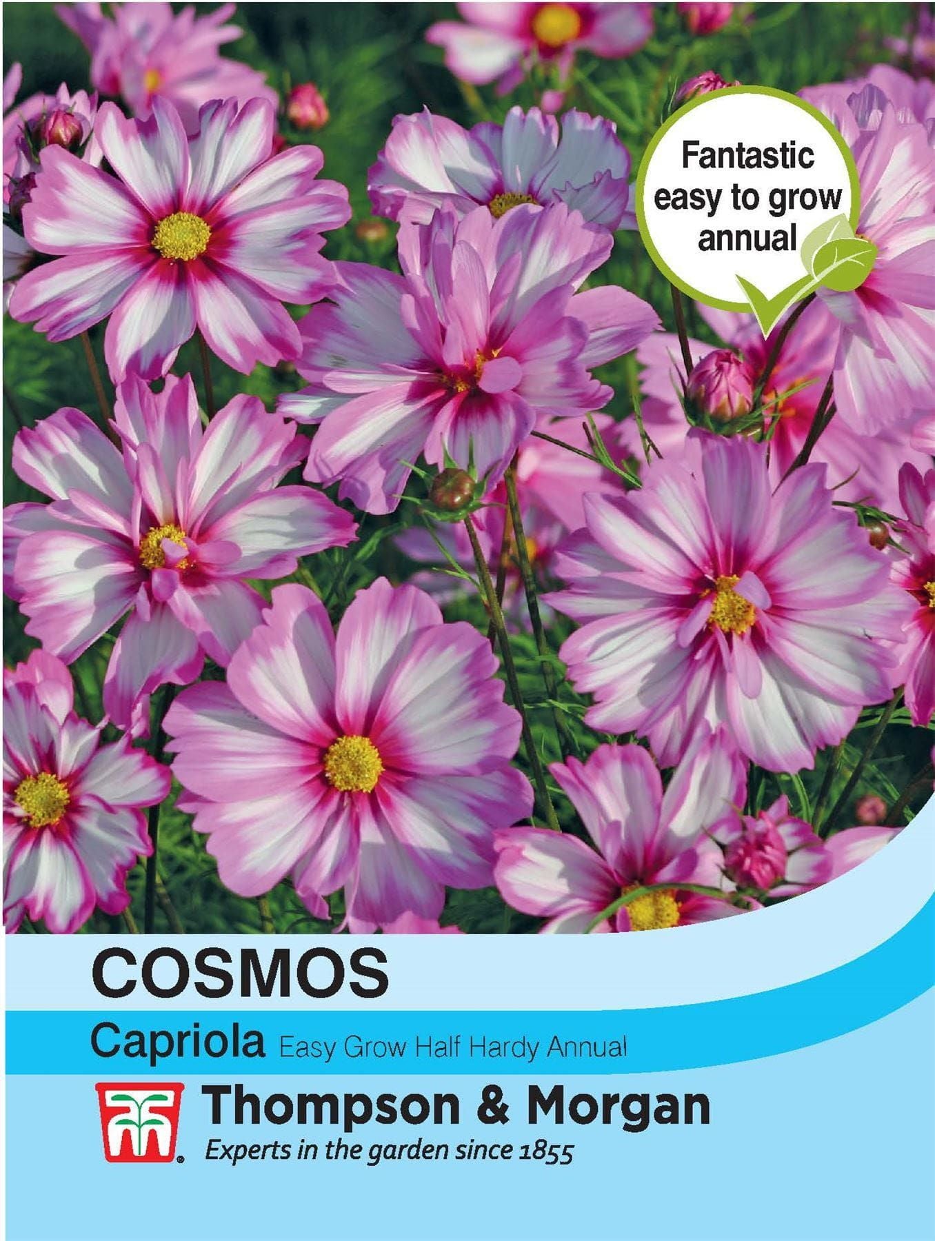 Thompson & Morgan - Flower - Cosmos - Capriola - 30 Seeds