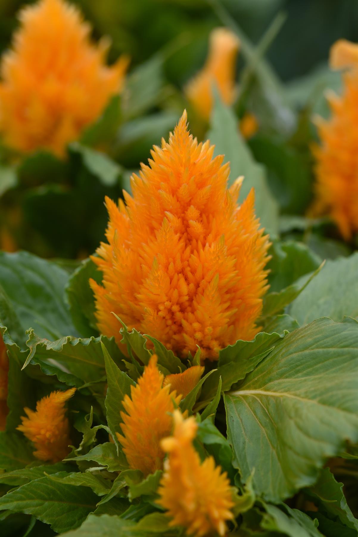 Celosia Ice Cream - Yellow Seeds