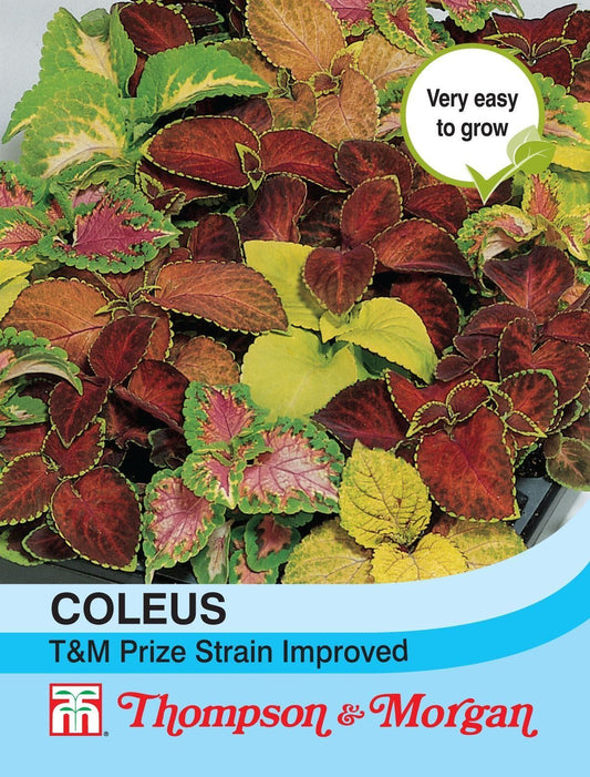 Thompson & Morgan Coleus T&M Prize Strain Improved 100 Seed