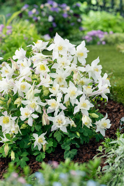 Aquilegia Earlybird White Seeds
