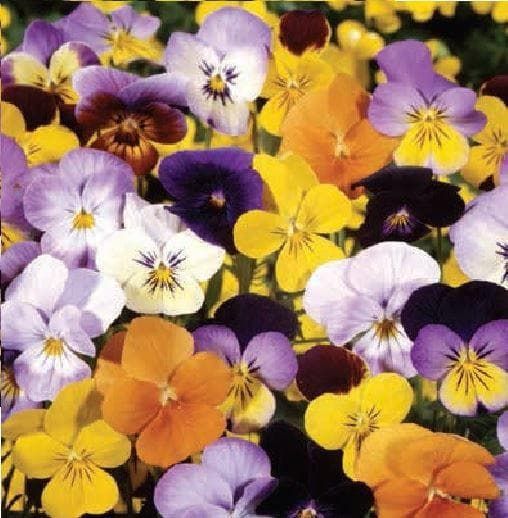 Viola Avalanche Mix Seeds