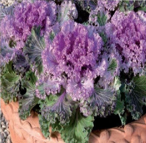 Ornamental Brassica Northern Lights Fringed Mixed F1 Hybrid Seeds