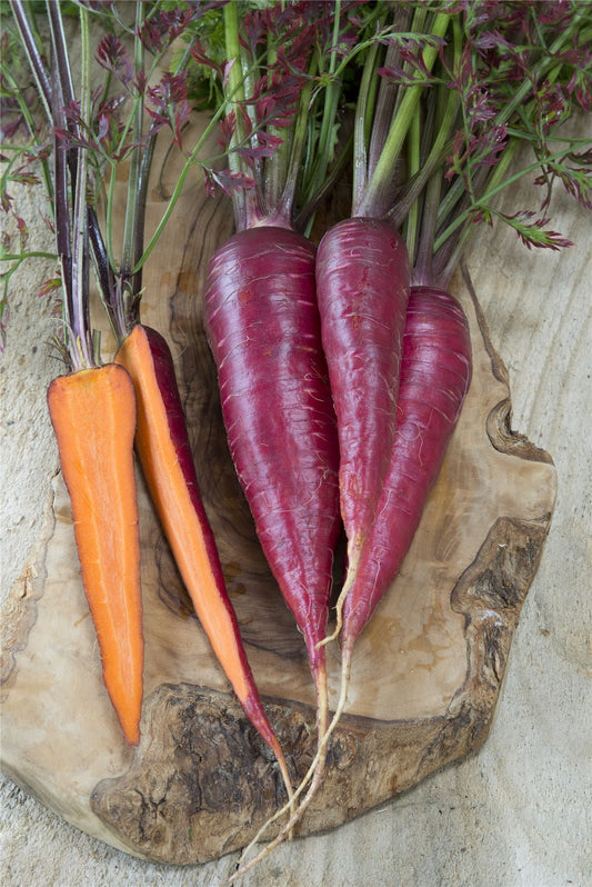 Carrot Purple Dragon Seeds