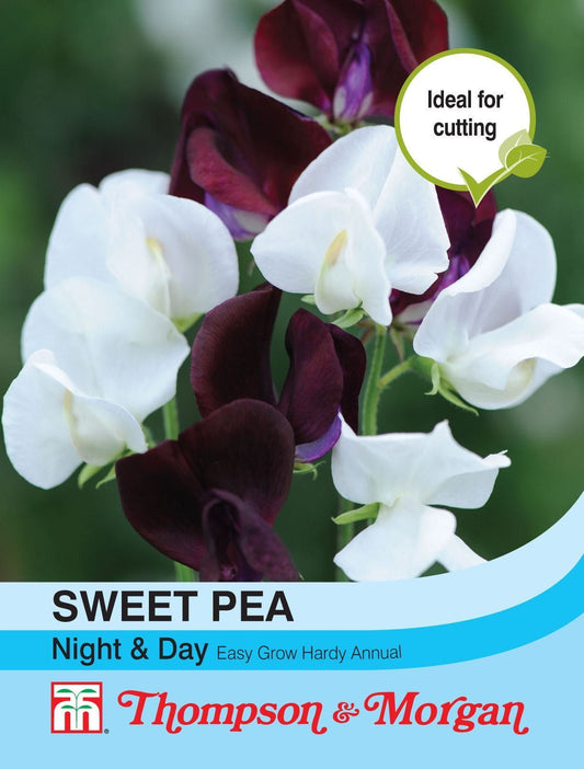 Thompson & Morgan Sweet Pea Night & Day 20 Seed