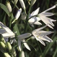 Anthericum liliago Seeds