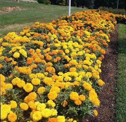 African Marigold Crackerjack Seeds