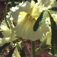 Alcea ficifolia Yellow Seeds