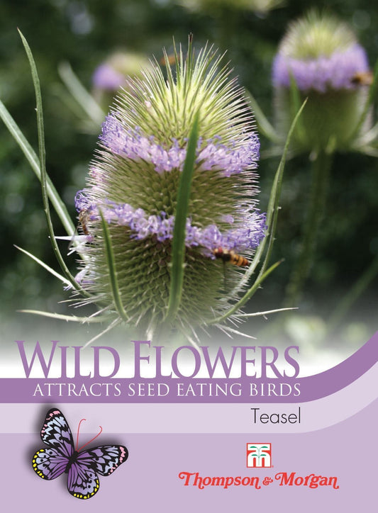 Thompson & Morgan Wild Flower Teasel 100 Seed