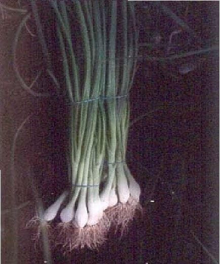 Spring Onion Ramrod Seeds