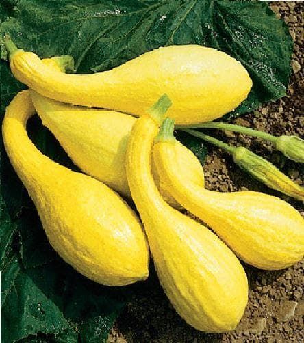 Courgette Early Yellow Crookneck Seeds