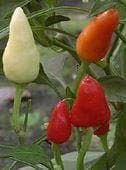 Pepper (Chilli) Brazil Seeds