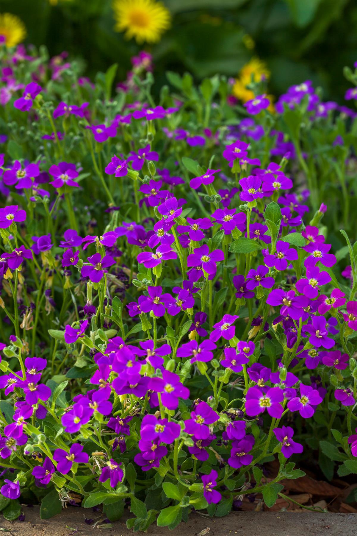 Aubrieta Katie F1 Hybrid - Purple Seeds