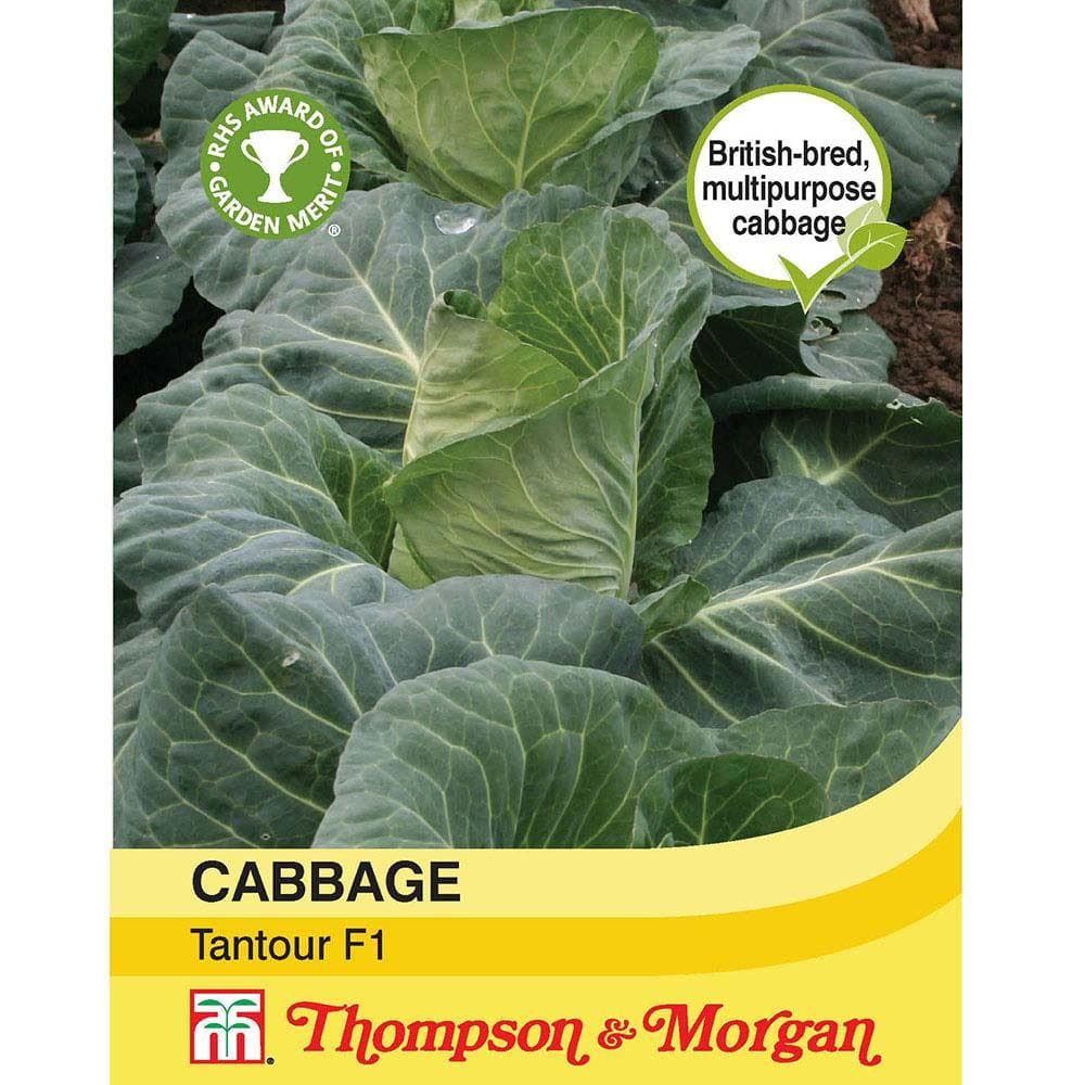 Thompson & Morgan - Cabbage Tantour F1 Hybrid - 45 Seeds