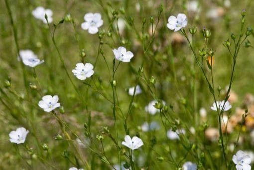 Wild Flower Pale flax Linum bienne Seeds