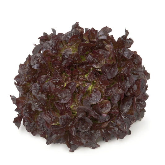Lettuce Oak Leaf Cornouai RZ (8398) Untreated Seeds