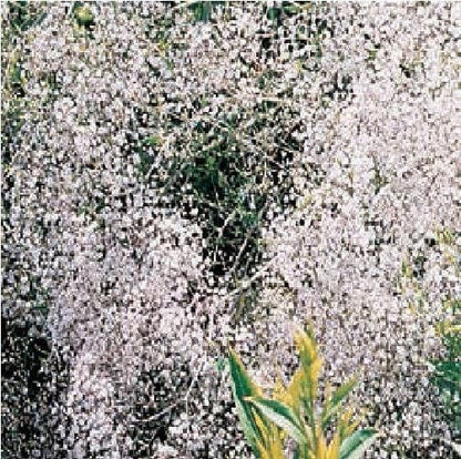 Gypsophila Snowflake Seeds