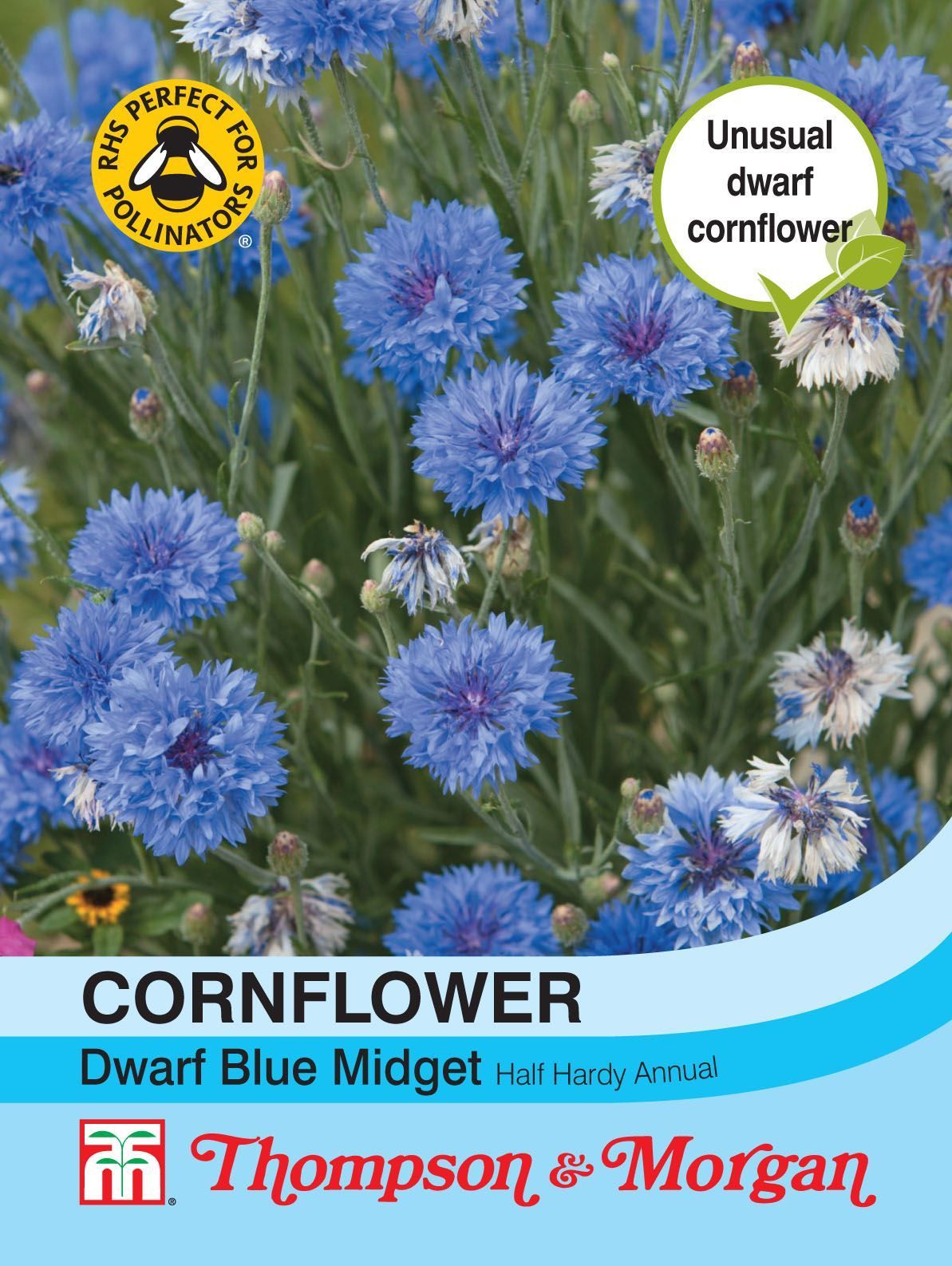 Thompson & Morgan Cornflower Dwarf Blue Midget 100 Seed