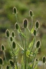 Wild Flower Wild Teasel Dipsacus fullonum Seeds