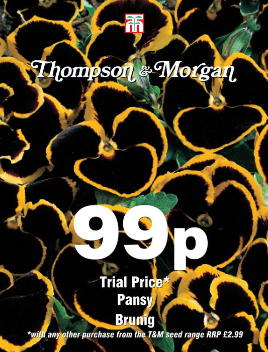 Thompson & Morgan - 99p Flower - Pansy - Brunig - 25 Seeds