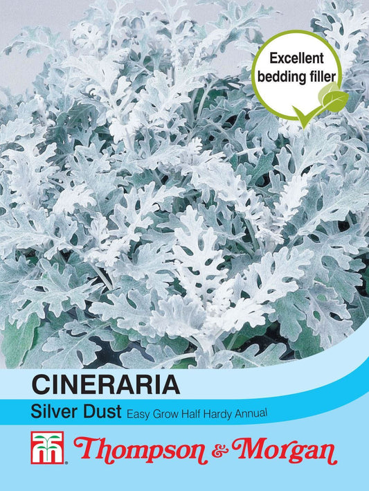 Thompson & Morgan Cineraria Silver Dust 150 Seed