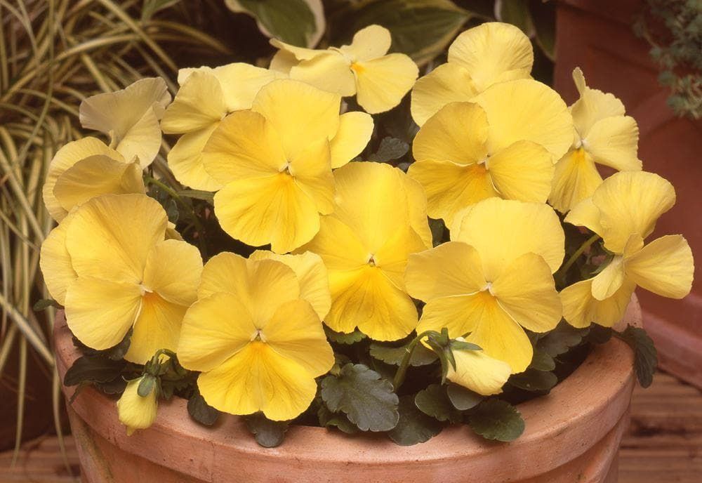 Matrix Raspberry Mix Pansy Matrix Lemon F1 Hybrid Seeds – JustSeed
