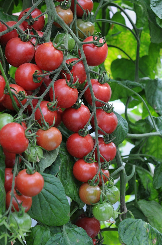 Tomato Pink Charmer F1 Hybrid Seeds