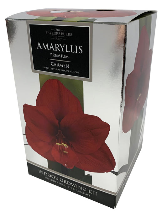Taylors - Amaryllis Bulb - Carman - Deep Red Flowers - Premium Gift Pack