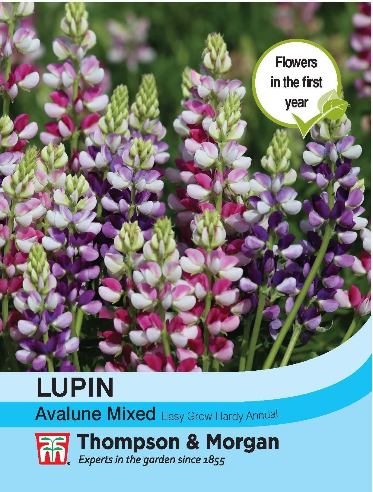 Thompson & Morgan Lupin Avalune Mixed 20 Seed