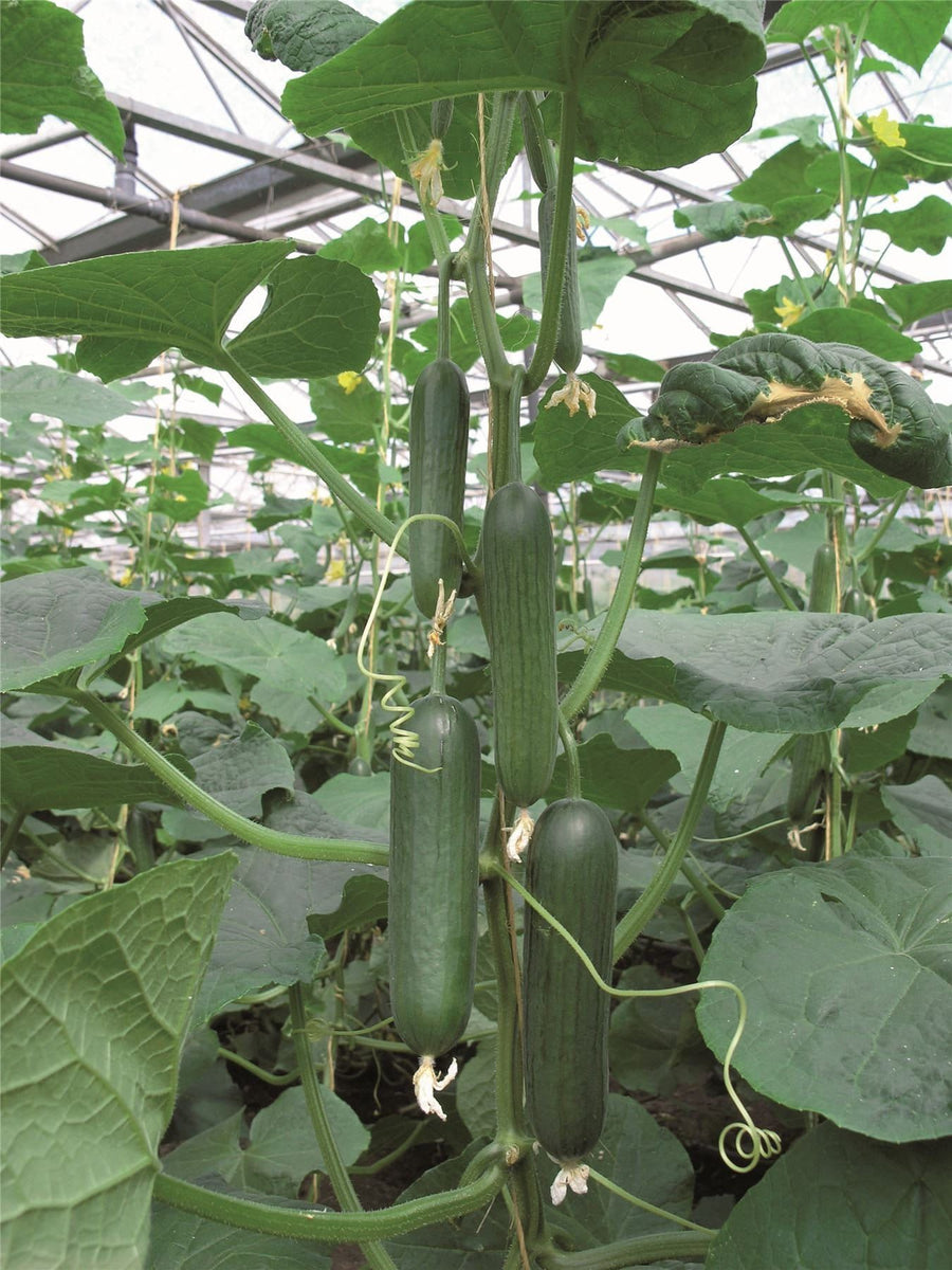 RZ Cucumber Seed
