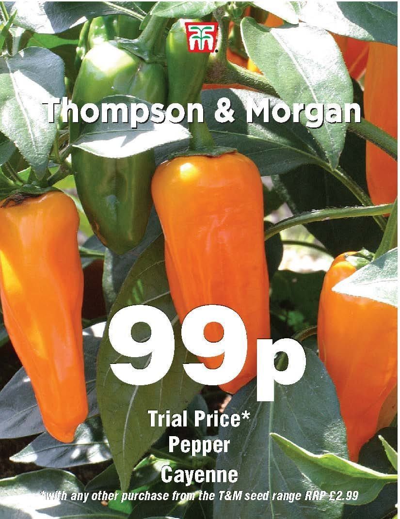 Thompson & Morgan Pepper Cayenne 15 Seed Only 99p
