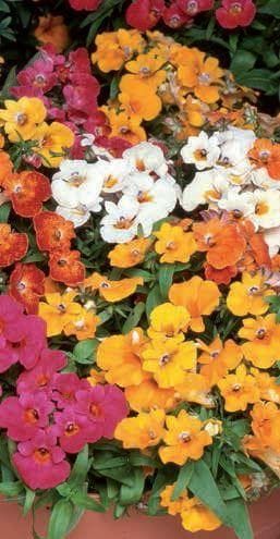 Nemesia Sundrops Mixed Seeds