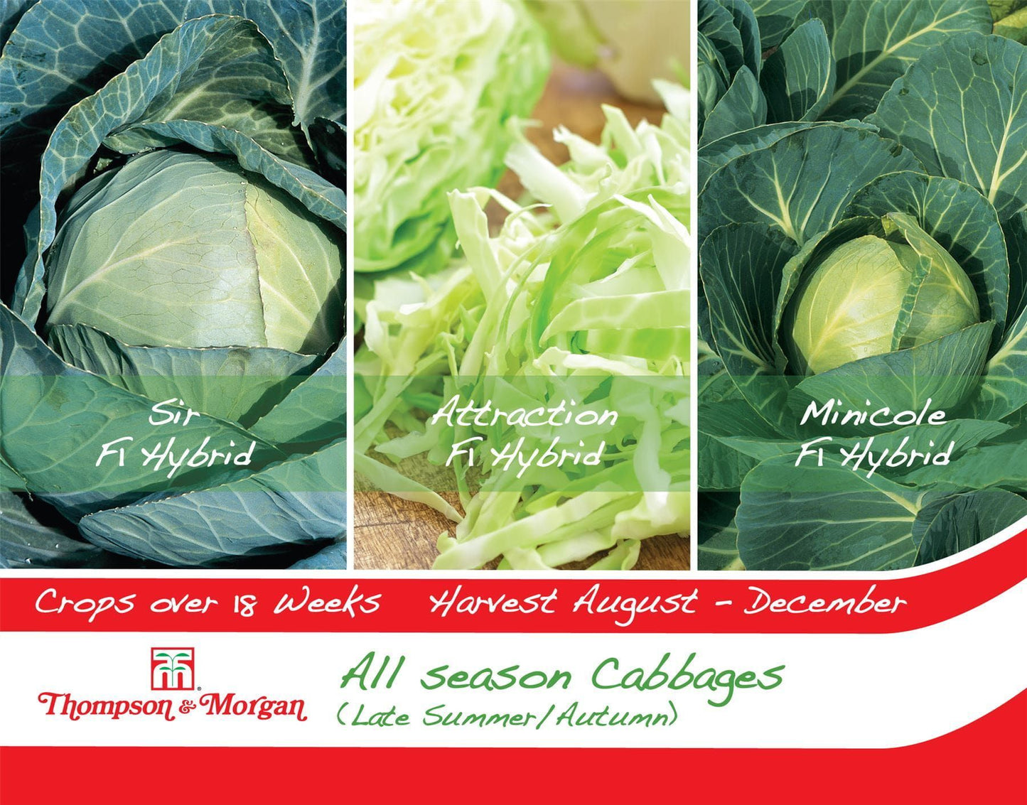 Thompson & Morgan - Vegetable - Cabbages (Late Summer/Autumn) - All Season - 35 Seeds