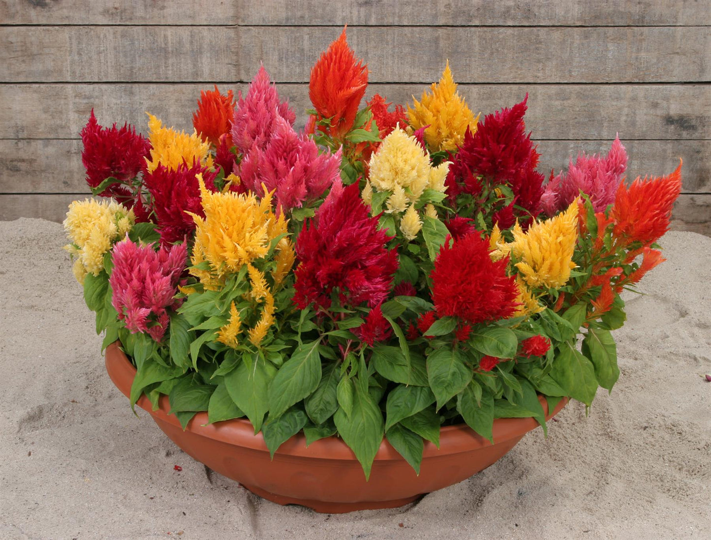 Celosia Ice Cream - Mixed Seeds