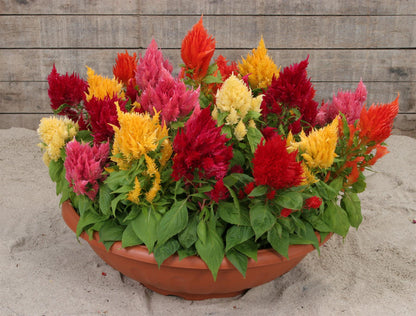 Celosia Ice Cream - Mixed Seeds
