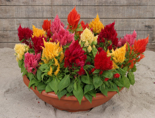 Celosia Ice Cream - Mixed Seeds